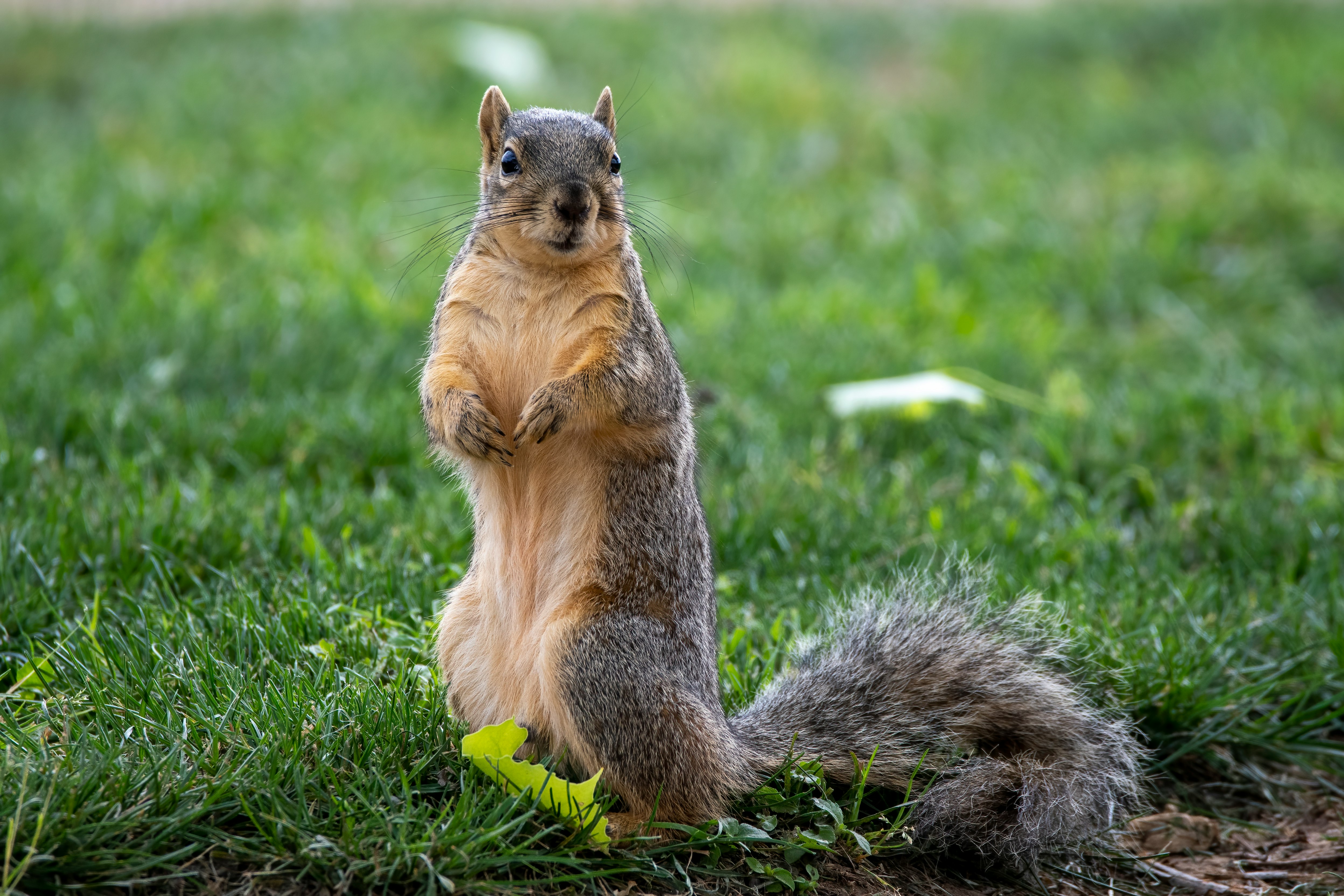 brown squirrel on green grass during daytime